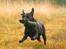 Labrador retriever Nynne ;-)