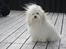 Coton de tulear Daisy - Daisy sommer 2012