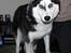 Siberian husky Einstein