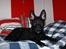 Hollandsk hyrdehund Tucker
