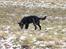 Hollandsk hyrdehund Tucker