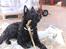 Hollandsk hyrdehund Tucker