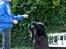 Labrador retriever Albert<3 - When the world says "Give up", Hope whispers "Try one more time"