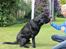 Labrador retriever Albert<3 - Never give up on someone you can't go a day without thinking about.