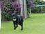 Labrador retriever Albert<3 - Kommer med bolden du moar.