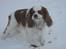 Cavalier king charles spaniel Cocio 2006-2016