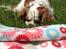 Cavalier king charles spaniel Cocio 2006-2016
