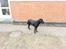Labrador retriever Bamse. R.I.P. - Hva sker der?