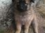 Blanding af racer Chico - Chico - 17-04-2013