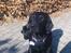 Flat coated retriever Tanima Flatcoats Bumble Bee | Beah - Beah-vuf på sin 2-års fødselsdag :)