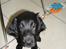 Flat coated retriever Tanima Flatcoats Bumble Bee | Beah - Årh, hvem kan stå for det ansigt? :')<3