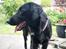 Flat coated retriever Tanima Flatcoats Bumble Bee | Beah