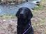 Flat coated retriever Tanima Flatcoats Bumble Bee | Beah - Efter træning på Vilhelmsborg - hun trænger dog til en lille klipning ;)