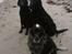 Flat coated retriever Tanima Flatcoats Bumble Bee | Beah - Beah med sine bedste venner; helsøster Asta/TF Breaking Waves og "tante" Inez på stranden :)