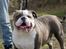 Olde english bulldogge Magnum von Frankenstein - Magnum d. 14.04.13