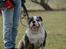 Olde english bulldogge Magnum von Frankenstein - Magnum d. 14.04.13