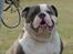 Olde english bulldogge Magnum von Frankenstein - Magnum d. 14.04.13