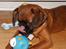 Griffon petit brabancon Joep - Joep 2010