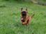 Griffon petit brabancon Joep