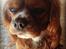 Cavalier king charles spaniel Silje