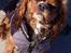 Cavalier king charles spaniel Silje - På stranden.