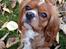 Cavalier king charles spaniel Silje - Efterår 2012.