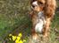 Cavalier king charles spaniel Silje