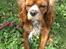 Cavalier king charles spaniel Silje
