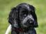 Cocker spaniel Mille