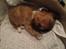 Blanding af racer Bella - 13-04-2013