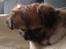 Blanding af racer Bella - 14-04-2013