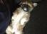 Blanding af racer Bella - 14-04-2013