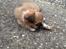 Blanding af racer Bella - 16-04-2013