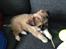 Blanding af racer Bella - 17-04-2013