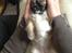 Blanding af racer Bella - 17-04-2013