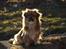 Tibetansk spaniel Zavanna *Kri Kris Pelumt*