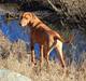 Rhodesian ridgeback Sasso