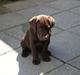 Labrador retriever Lindehøj's Freya