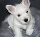 West highland white terrier Viggo