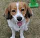 Kooikerhondje Sally