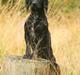Field Trial Cockerspaniel Marley