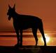 Dobermann Izrafel Napoleon Nacholious