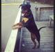 Rottweiler Dia