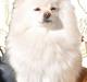 Pomeranian Saby:) (MIN)