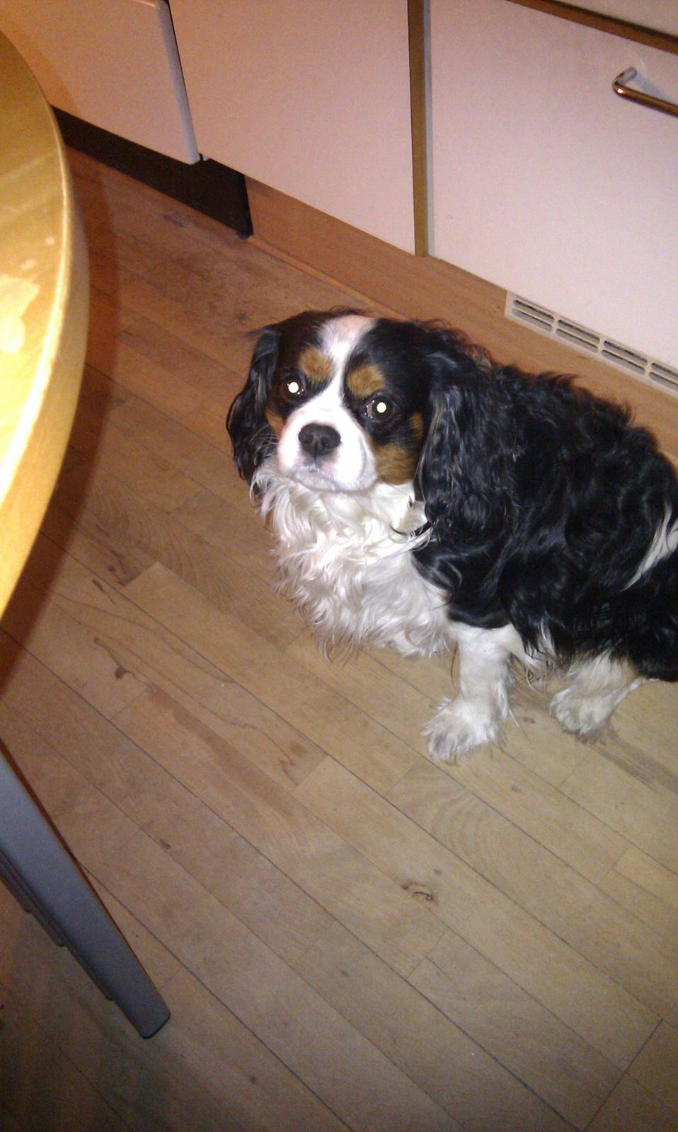 Cavalier king charles spaniel charlie R.I.P billede 1