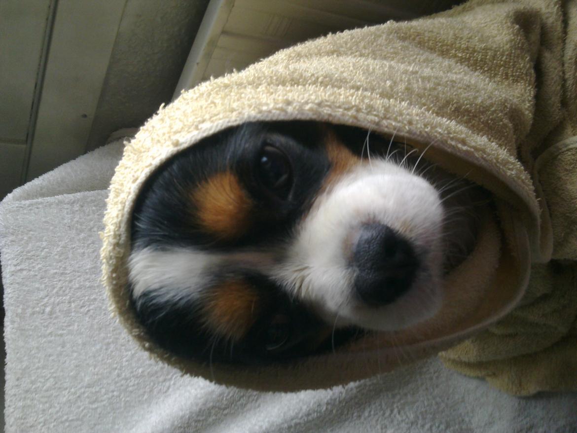 Cavalier king charles spaniel charlie R.I.P billede 2