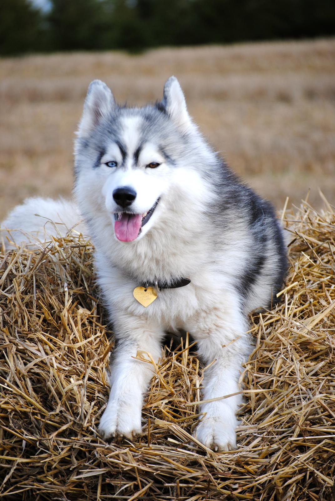 Siberian husky | Jeyzi - *Forograf. Julie Ingemann - 2012 billede 20