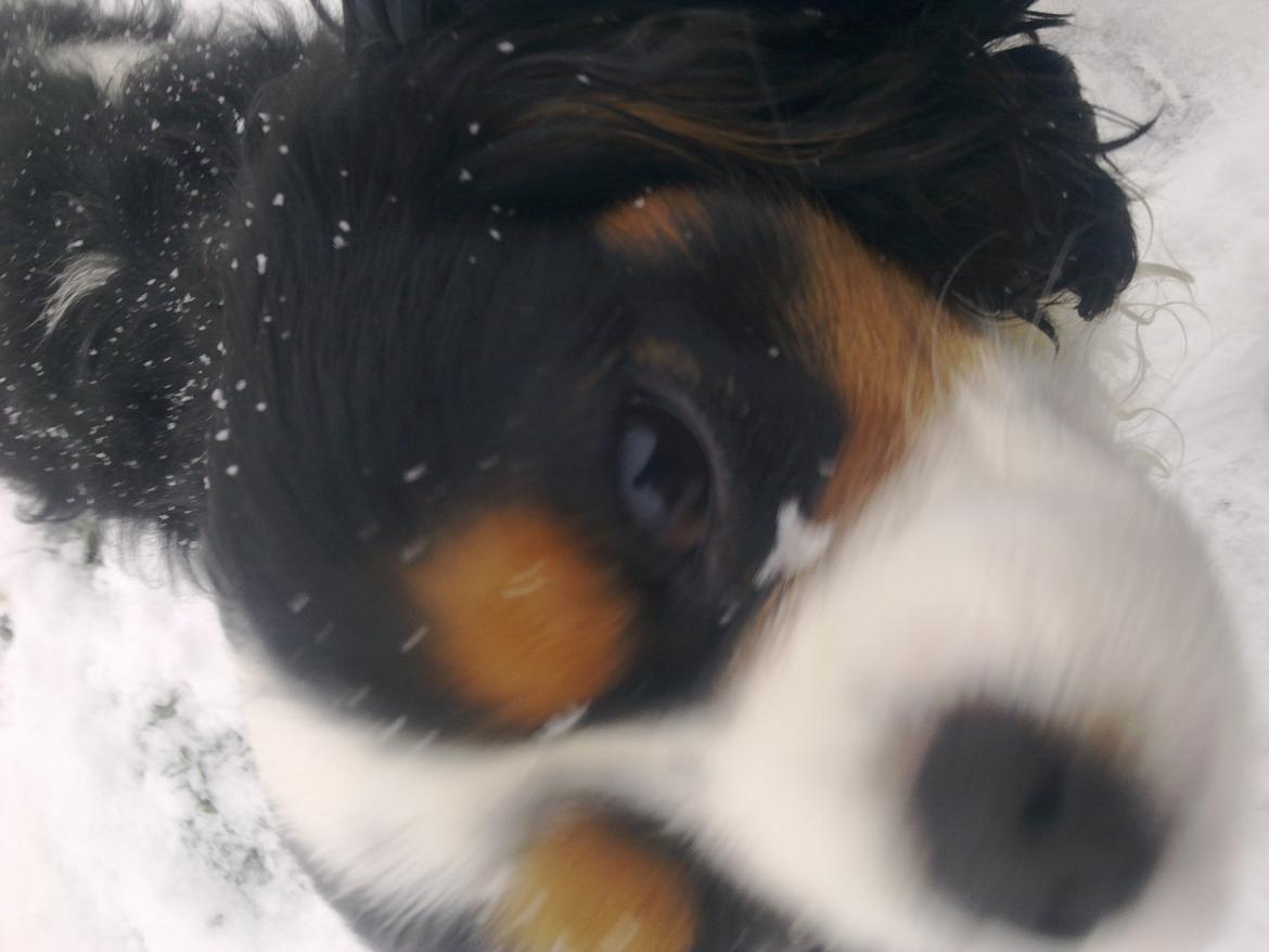 Cavalier king charles spaniel charlie R.I.P billede 3