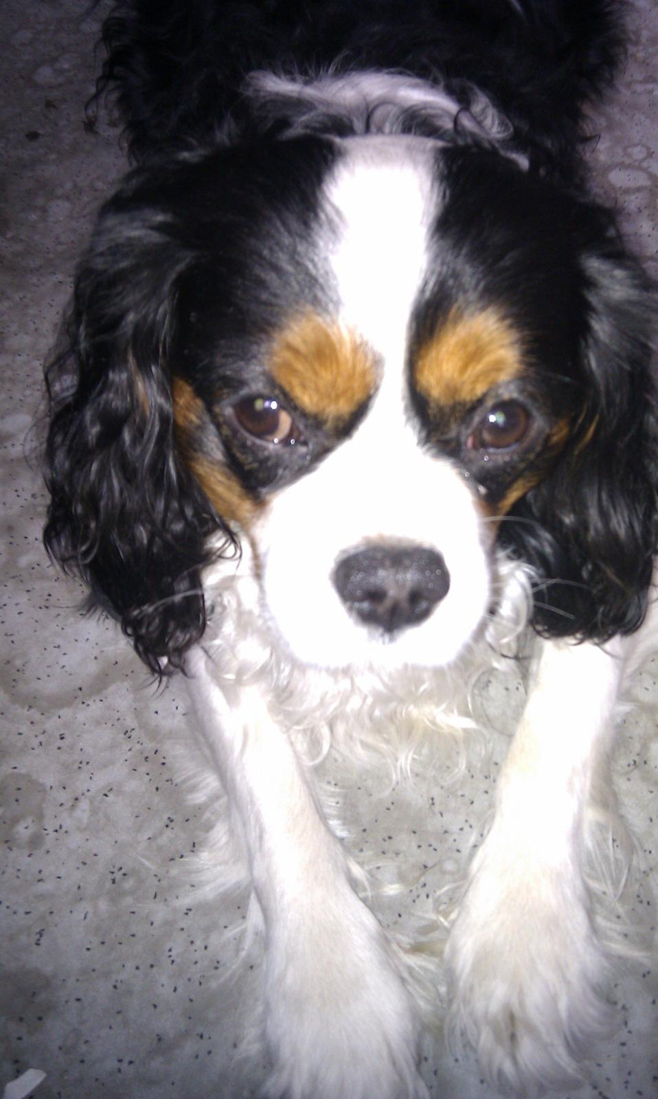 Cavalier king charles spaniel charlie R.I.P billede 4