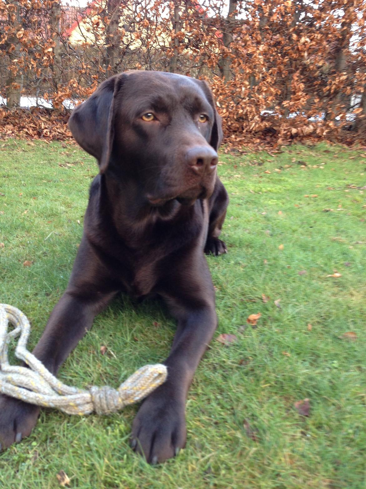 Labrador retriever Balder - Taget her den 2. April. :-)) billede 8
